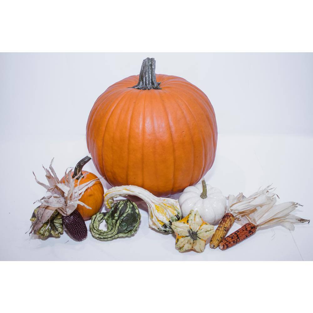 Real Assorted Pumpkin and Gourd Autumn Collection (Set of 9)