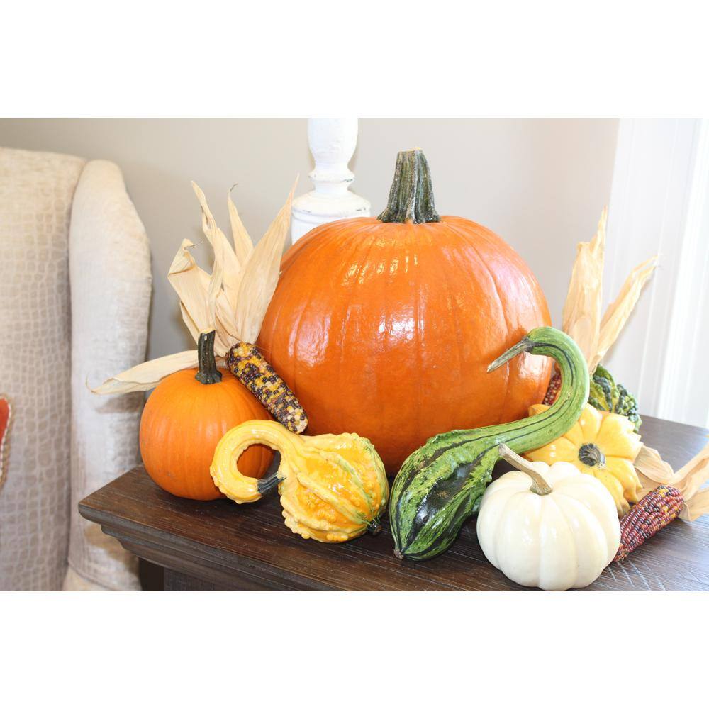 Real Assorted Pumpkin and Gourd Autumn Collection (Set of 9)