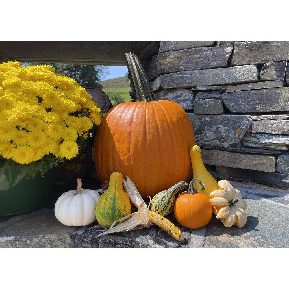 Real Assorted Pumpkin and Gourd Autumn Collection (Set of 9)